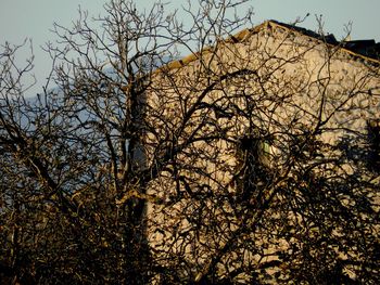 Low angle view of bare tree against sky