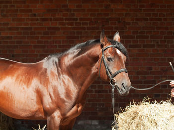 Horse against brick wall