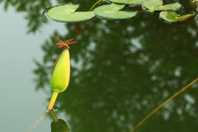 Close-up of yellow leaves floating on lake