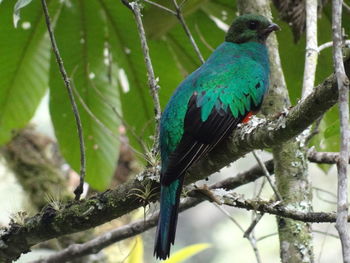 Low angle view of bird perching on tree