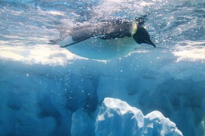 Fish swimming in sea