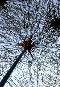 Low angle view of bare tree against sky