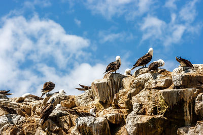 Low angle view of birds perching on rock against blue sky