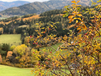 Plants growing on land