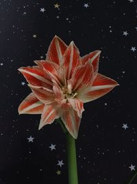 Close-up of flower against black background