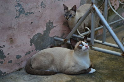 Portrait of cat sitting outdoors