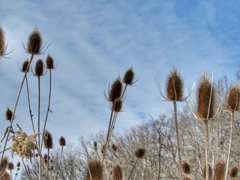 Low angle view of dry plants on field against sky