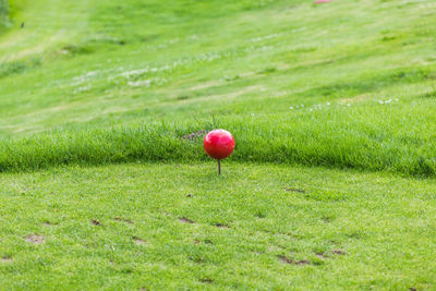 Red apple on field