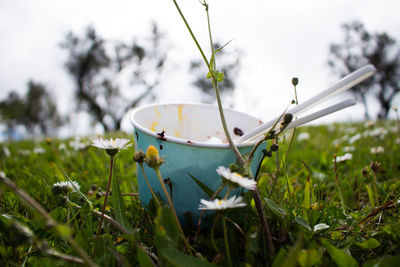 Ice cream cup on grassy field