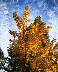 Low angle view of autumn tree against sky