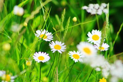 Close-up of white daisy flowers on field