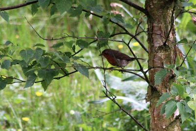 Bird perching on tree