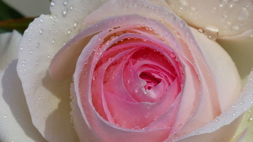 Close-up of wet red flower