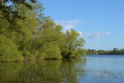 Scenic view of lake by trees against sky