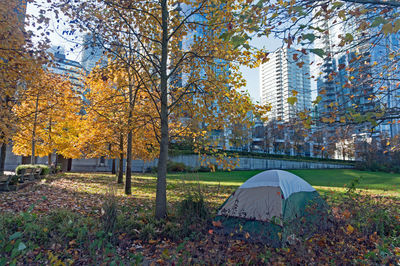 Trees in park during autumn