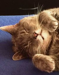 Close-up of cat sleeping