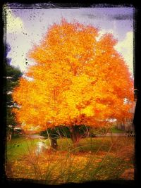 Scenic view of trees during autumn