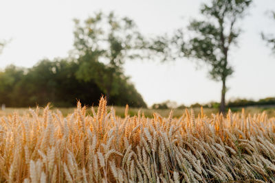 Close-up of stalks in field against sky