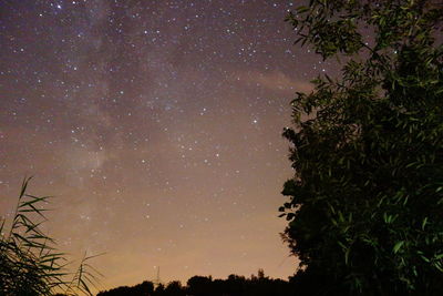 Low angle view of trees against star field at night