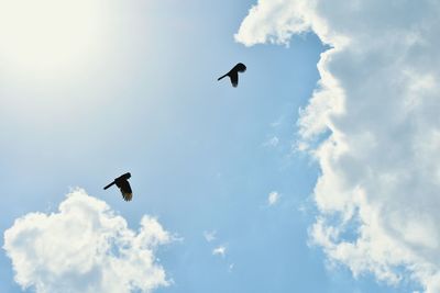 Low angle view of seagull flying against sky