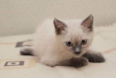 Close-up portrait of a kitten