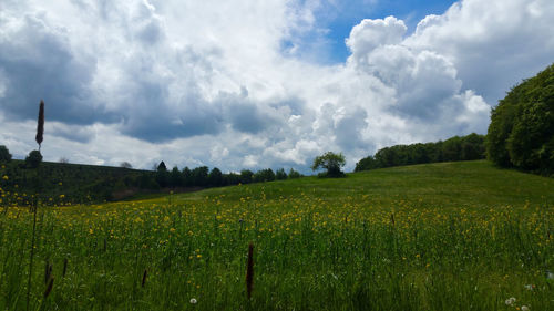 Scenic view of field against sky
