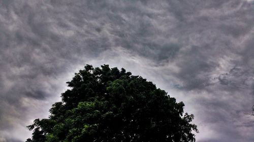 Low angle view of tree against cloudy sky