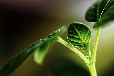 Close-up of leaves