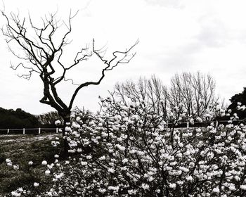 Bare trees on landscape against sky