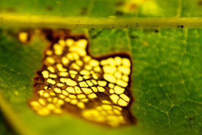 Close-up of yellow leaf