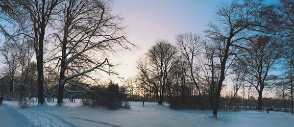 Bare trees on snow covered landscape