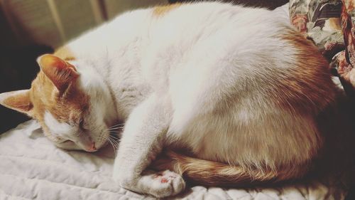 Close-up of cat sleeping on bed