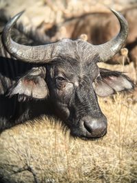 Close-up of a horse on field