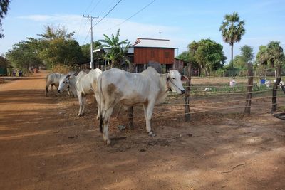 Brahman cow