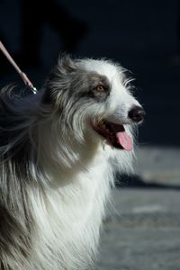 Close-up of dog looking away