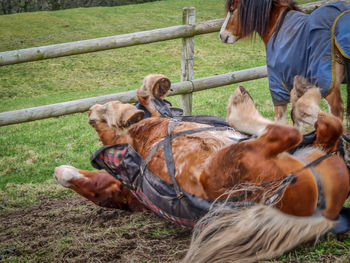 A horse rolling in a field