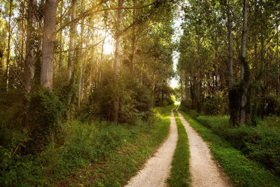 Road amidst trees in forest