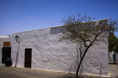 Tree by building against clear blue sky