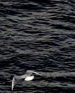 View of seagull flying over sea