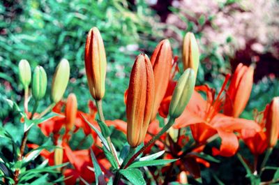 Close-up of red flowering plant