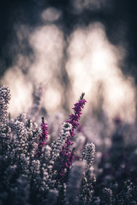 Close-up of pink flowering plant