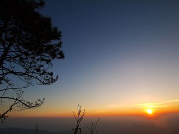 Silhouette of trees at sunset