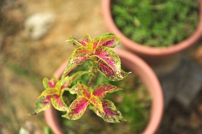 Close-up of plant