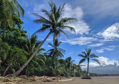 Palm trees on beach against sky