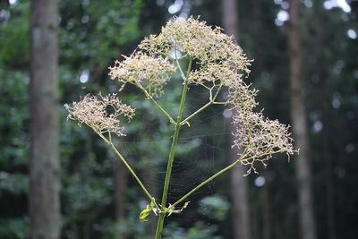 Close-up of plant