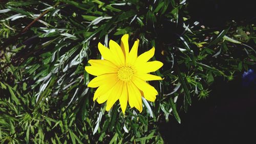 Close-up of yellow flower