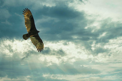 Low angle view of bird flying in sky