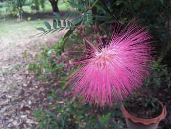 Close-up of pink flower on field