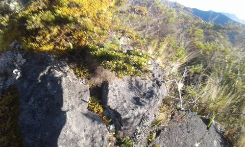 High angle view of rocks and trees in forest