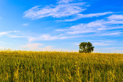 Scenic view of agricultural field against sky